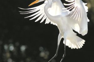 Pictured is a great egret, a type of heron. The photographer, Nadia Valla, has an exhibition at the Rye Meeting House, open every Saturday afternoon through June, that features photos of more than 50 species of birds. Photo/Nadia Valla