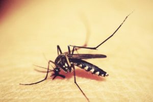 Health dept. to combat mosquito growth, disease