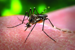 As of July, 163 batches of mosquitoes in Westchester County have tested positive for the West Nile virus. Photo courtesy Westchester County