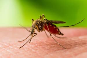 First positive West Nile virus case in Westchester