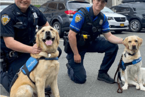BluePath Service Dogs partner with Rye PD for school outreach