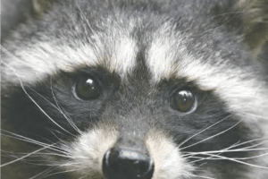 Health Department offers tips to help avoid rabies