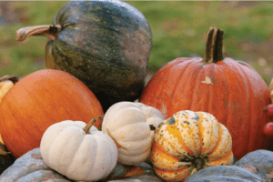 Pumpkin picking fundraiser at Muscoot Farm